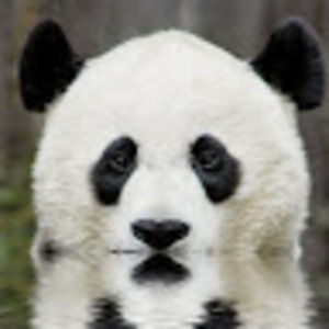 Meet your Posher, Robin